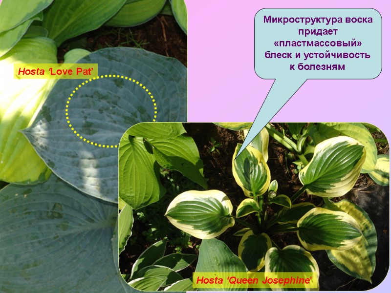 Hosta ‘Love Pat’ Hosta ‘Queen Josephine’ Микроструктура воска придает «пластмассовый» блеск и устойчивость к